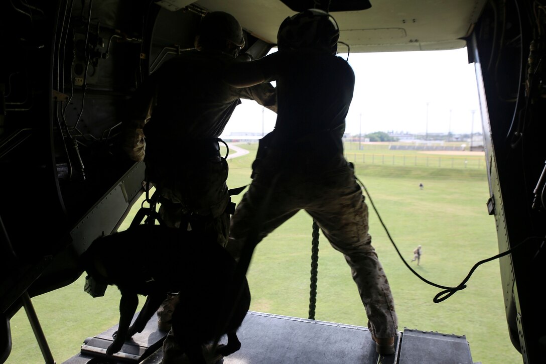 Cpl. Caleb Owens, from Melbourne, Iowa, prepares to fast-rope out of an MV-22B Osprey tiltrotor aircraft with his military working dog, Dixie, Oct. 27 at Camp Hansen. After familiarizing themselves with fast-roping techniques by executing them with no gear, the Marines worked their way up to wearing full gear and then with their military working dogs as well. Owens is a military policeman, and a working dog handler. He and Dixie are with 3rd Law Enforcement Battalion, III Marine Expeditionary Force Headquarters Group, III MEF.  (U.S. Marine Corps photo by Lance Cpl. Ryan C. Mains/Released)