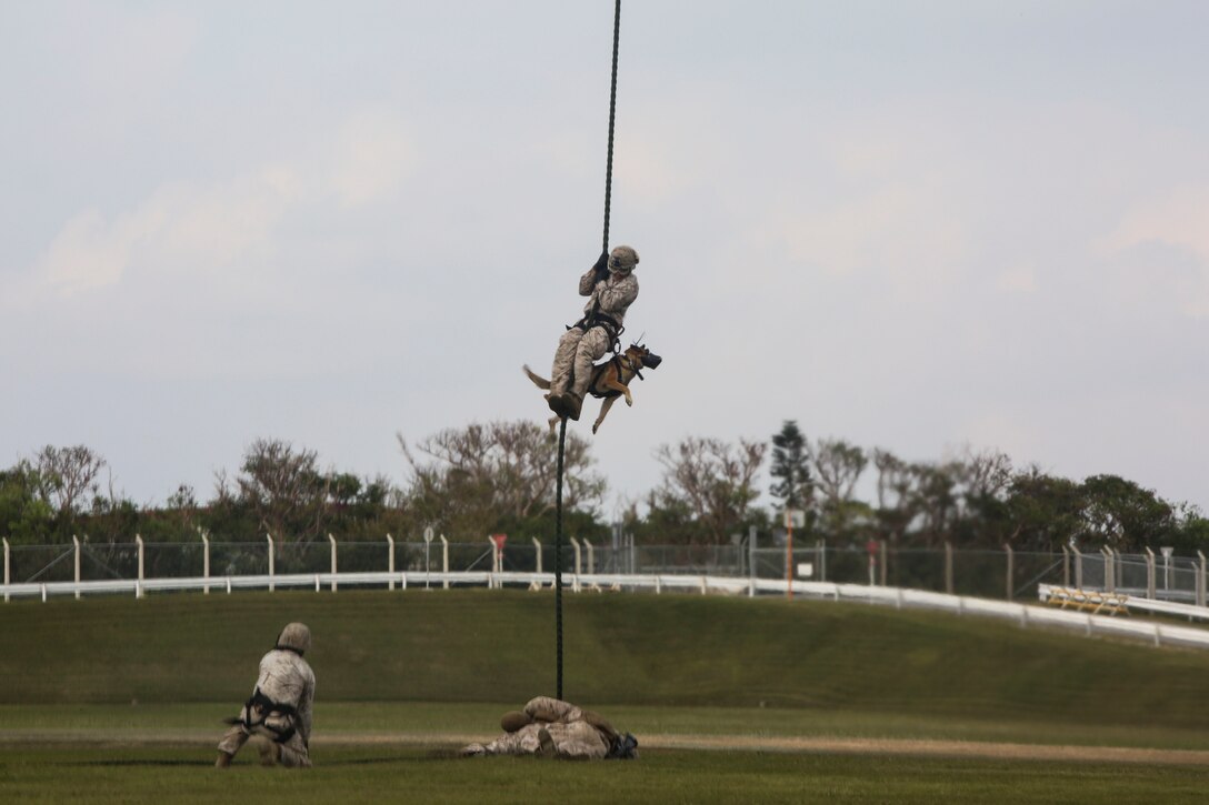 Lance Cpl. David Hernandez, from San Francisco, fast-ropes out of an MV-22B Osprey tiltrotor aircraft with his military working dog, Benny, Oct. 27 at Camp Hansen. This was the first time the handlers have fast-roped out of an aircraft with their dogs. The Marines are planning to use this capability for future exercises. The Marines and dogs are with 3rd Law Enforcement Battalion, III Marine Expeditionary Force, III MHG. (U.S. Marine Corps photo by Lance Cpl. Ryan C. Mains/Released)