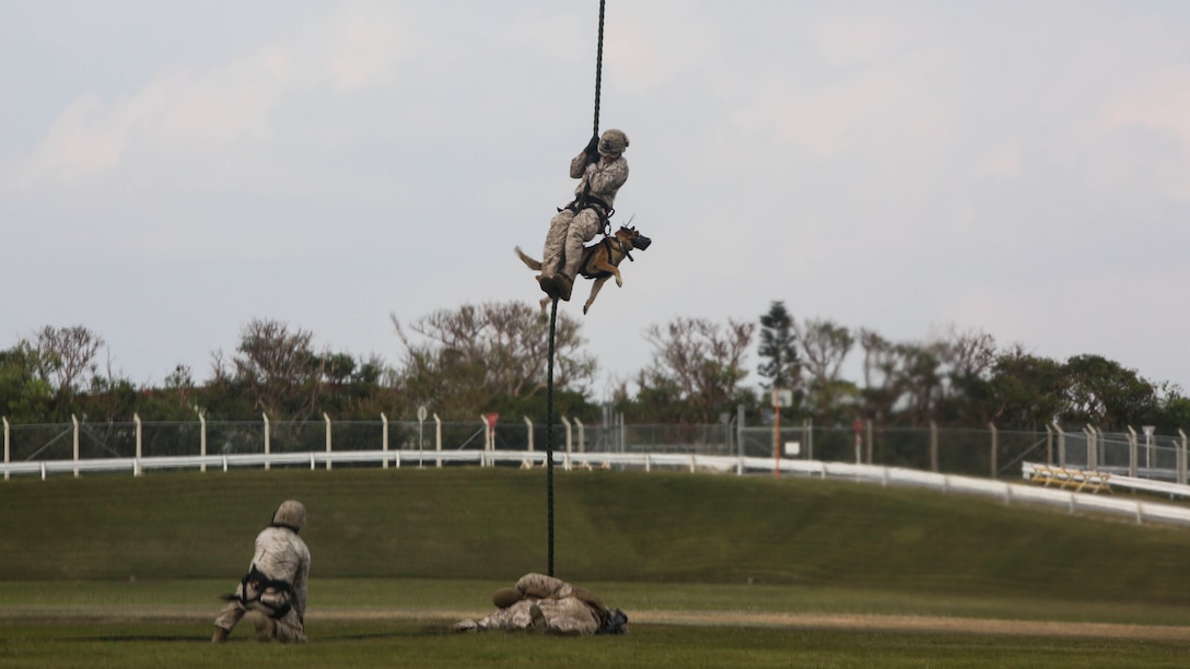 Lance Cpl. David Hernandez, from San Francisco, fast-ropes out of an MV-22B Osprey tiltrotor aircraft with his military working dog, Benny, Oct. 27 at Camp Hansen. This was the first time the handlers have fast-roped out of an aircraft with their dogs. The Marines are planning to use this capability for future exercises. The Marines and dogs are with 3rd Law Enforcement Battalion, III Marine Expeditionary Force, III MHG. 