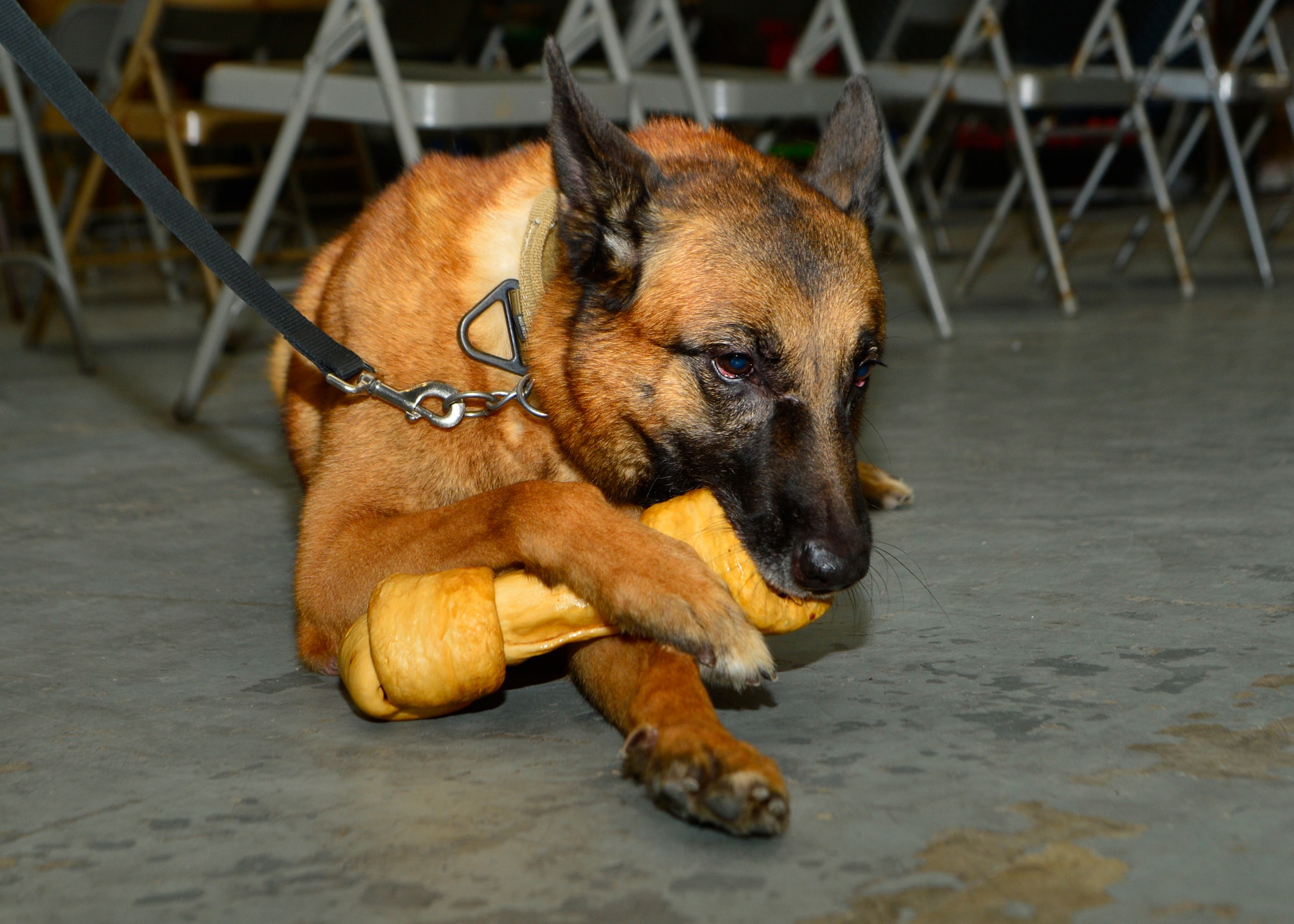 Renzo, 436th Security Force Squadron military working dog, chews on a rawhide bone after his retirement ceremony Nov. 10, 2014, at Dover Air Force Base, Del. Renzo was honorably discharged Nov. 5, 2014, after serving eight years with the 436th SFS and was adopted by former 436th SFS MWD handler, Staff Sgt. Tatiana Carbocci. (U.S. Air Force photo/Airman 1st Class William Johnson)