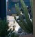 An Airman assigned to the 162nd Wing Security Forces squadron takes cover behind a cactus in the wing’s courtyard Nov. 17. Security forces alongside other agencies participated in the exercise to prepare and measure their capabilities in the event of an active shooter.    