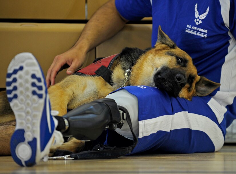 Kai, a service dog, lays on the lap of Staff Sgt. August O'Niell during an Air Force wounded, ill or injured warrior sitting volleyball practice at the Joint Base Andrews West Fitness Center, Nov. 18. O'Niell, a pararescueman, was wounded in July 2011 during a deployment to Afghanistan. (U.S. Air Force photo/Tech. Sgt. Brian Ferguson)