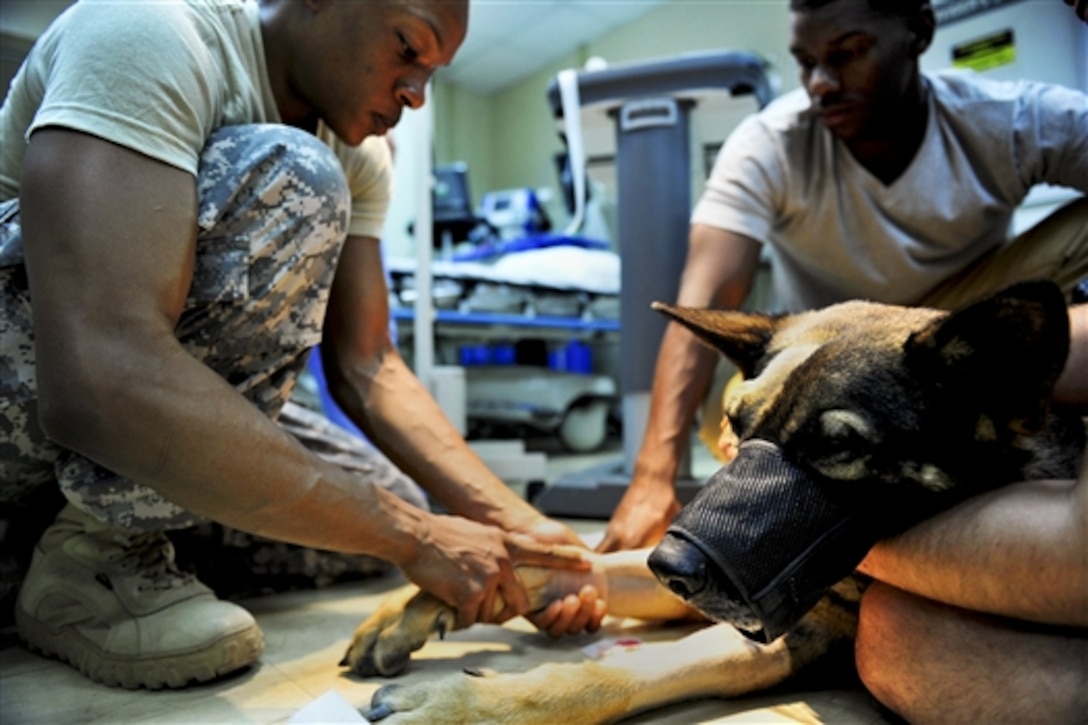 U.S. Army Sgt. 1st Class Kimberly Vaughn secures a needle into a military working dog before surgery on Camp Lemonnier, Djibouti, Nov. 15, 2014. The surgery was performed to remove a thick abscess from a severe insect sting that was not responsive to medication.  