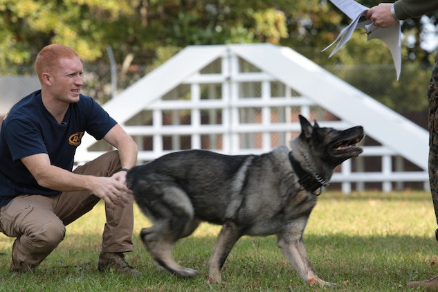 Sacal J 340, one of the military working dogs aboard the Provost Marshals Office aboard Marine Corps Air Station Beaufort is going through the military working dog disposition process. Many things can cause a military working dog to retire, ranging from old age, health reasons, and the inability to work. 
