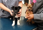 Two puppies receive their vaccinations and an exam Tuesday at the Joint Base San Antonio-Randolph veterinarian clinic. These required vaccinations are given every three to four weeks until puppies are 16 weeks of age. (U.S. Air Force photo by Melissa Peterson)