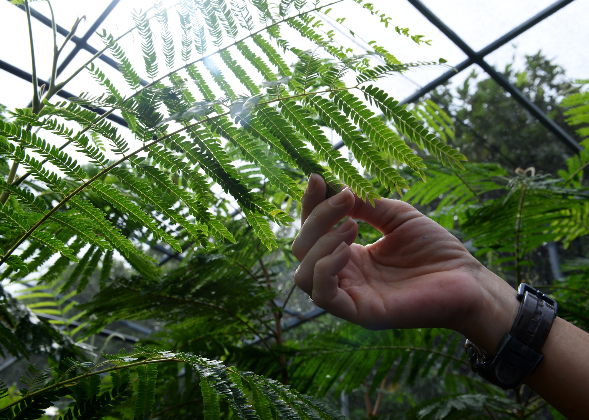 Leanne Obra, 36th Civil Engineer Squadron natural resource program manager, inspects leaves from a Serianthes Nelsonii for insect damage Oct. 2, 2014, at Guam National Wildlife Refuge, Guam. The Serianthes are treated with special pesticides and herbicides to prevent weeds from growing and insects from destroying the leaves. (U.S. Air Force photo by Airman 1st Class Amanda Morris/Released)