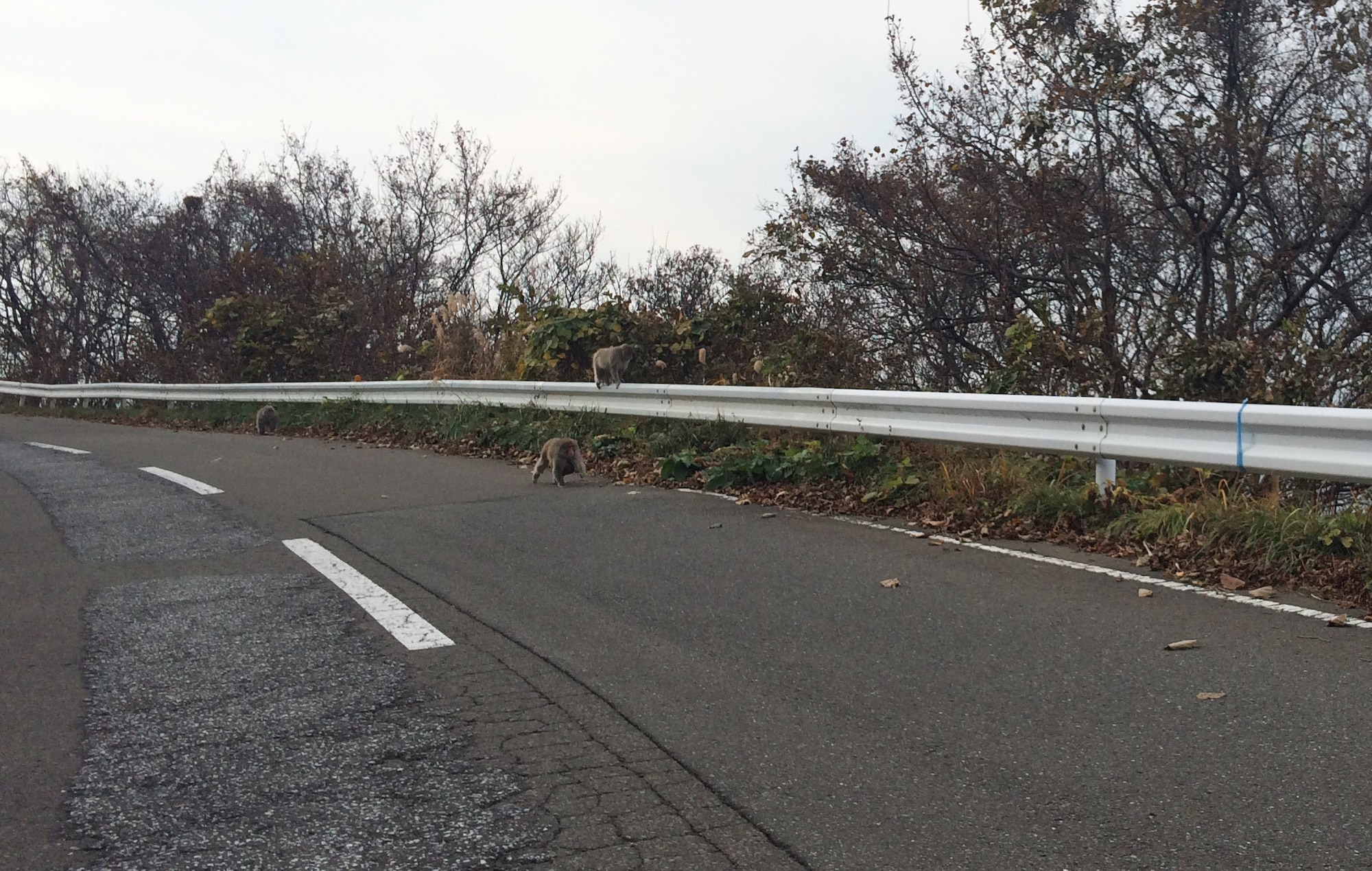 Wild Japanese monkeys cross Route 338 along the coastline at the Shimokita Peninsula, Japan, Nov. 14, 2014. These monkeys are known as "Hokugen'nosaru" and roam free in this area of Japan. (U.S. Air Force photo by Tech. Sgt. Araceli Alarcon/Released)