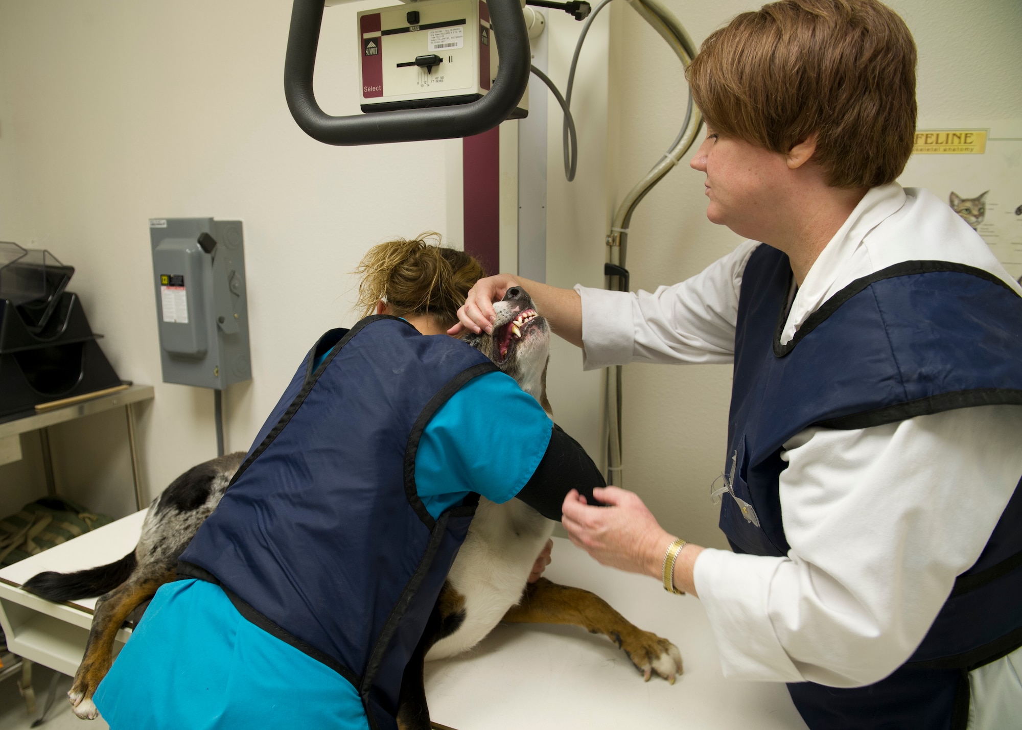 Doctor Elizabeth Todd, Holloman veterinarian and Michelle Walters, Holloman veterinarian technician prepare 6-year-old Miles for an x-ray at Holloman Air Force Base, N.M., Nov. 19. The Holloman veterinarian clinic provides services like x-rays to pets of Team Holloman, Monday through Friday. Along with x-rays the clinic provides cleanings, vaccinations and small surgical procedures. (U.S. Air Force photo by Senior Airman Leah Ferrante/released)