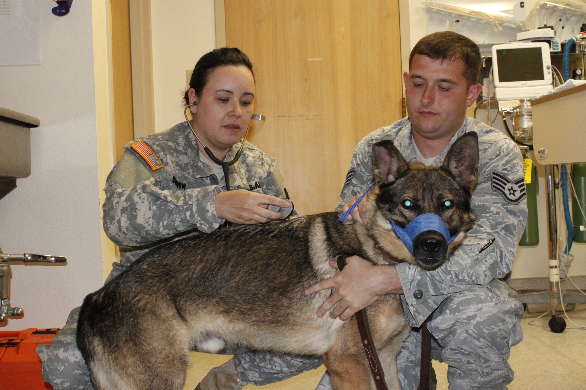 Staff Sgt. Michael Emerson, a military working dog handler in the 377th Security Forces Squadron, holds MWD Saxo as U.S. Army Capt. Tracy Brown, a veterinarian at the Kirtland Animal Treatment Facility, checks his heart and lungs. The primary mission of the treatment facility is to care for the base's military working dogs. (Photo by Meredith Mingledorff) 
