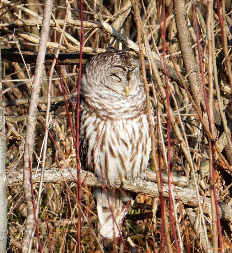 A barred owl gets some shut-eye at J.T. Myers Locks and Dam on the Ohio River. 

According to the Indiana Department of Natural Resources, the barred owl can be identified by its call, which sounds like “Who cooks for you? Who cooks for you all?”

(U.S. Army Corps of Engineers photo by Deneise Kramer)
