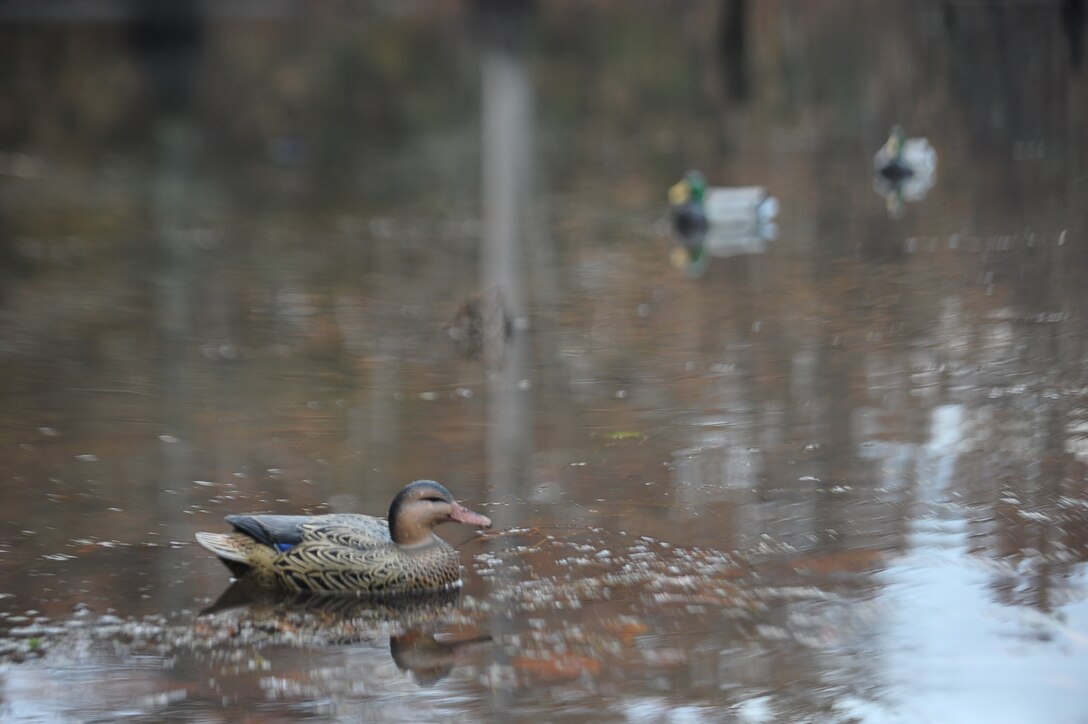 Decoys float on the water of a small pond Nov. 20 near Columbus Air Force
Base. Decoy layouts are always a huge topic of conversation for duck
hunters; having the ability to adjust hunting styles to the local area is
key for success while hunting. (U.S. Air Force photo/Airman Daniel Lile)

