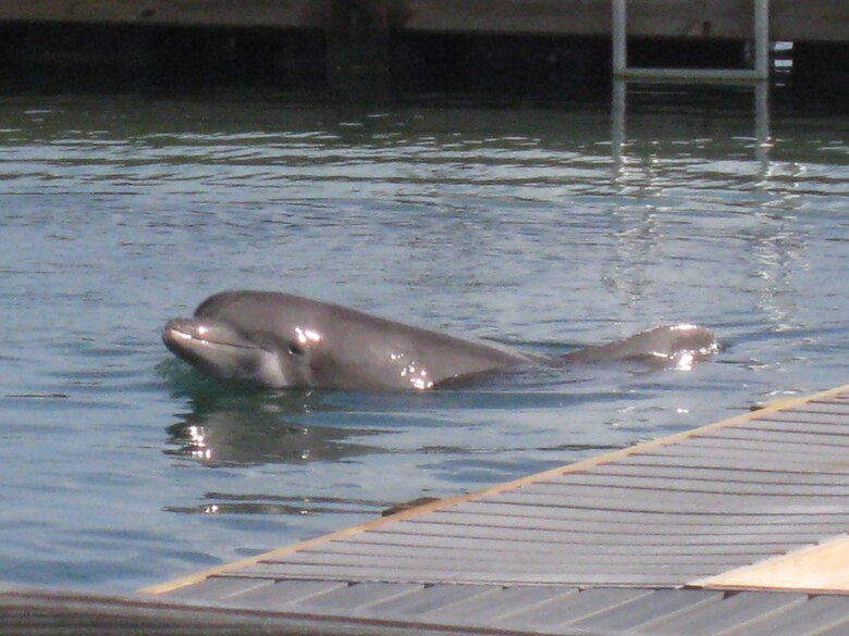 Dolphin encounters, such as these at the Florida Keys resort pictured here, are offered at destinations in Florida, the Caribbean and elsewhere. Advocates of the proposed Coral World project say the practice is cruel to the animals and detrimental to the environment.