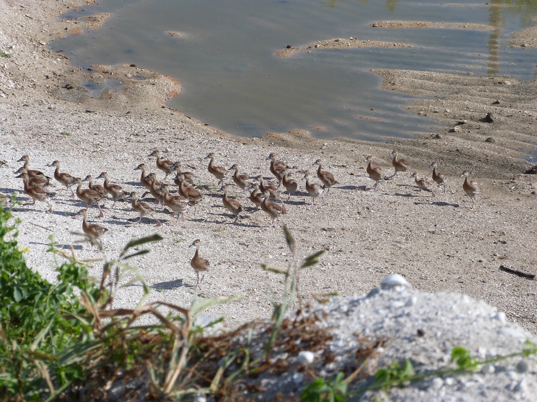 Ducklings are herded toward the coral where they are captured, banded and released.