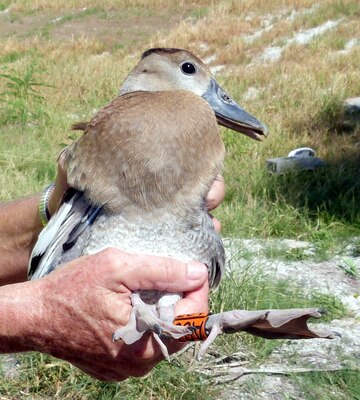 A duckling wearing his new bling.