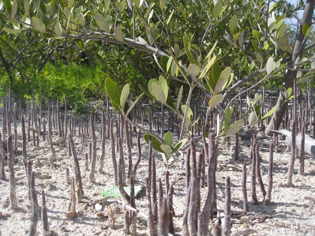 A young Black mangrove takes in oxygen through specialized aerial, or aerating, roots called pneumatophores, which allows the tree to breathe air in habitats that have waterlogged soil. The roots may grow down from the stem, or up from typical roots. While this Florida Keys site may not look like a wetland, the presence of mangroves, pneumatophores and Sea Oxeye Daisy is a clear indicator of a wetland, and a project that would impact this area may require a Department of the Army permit. 