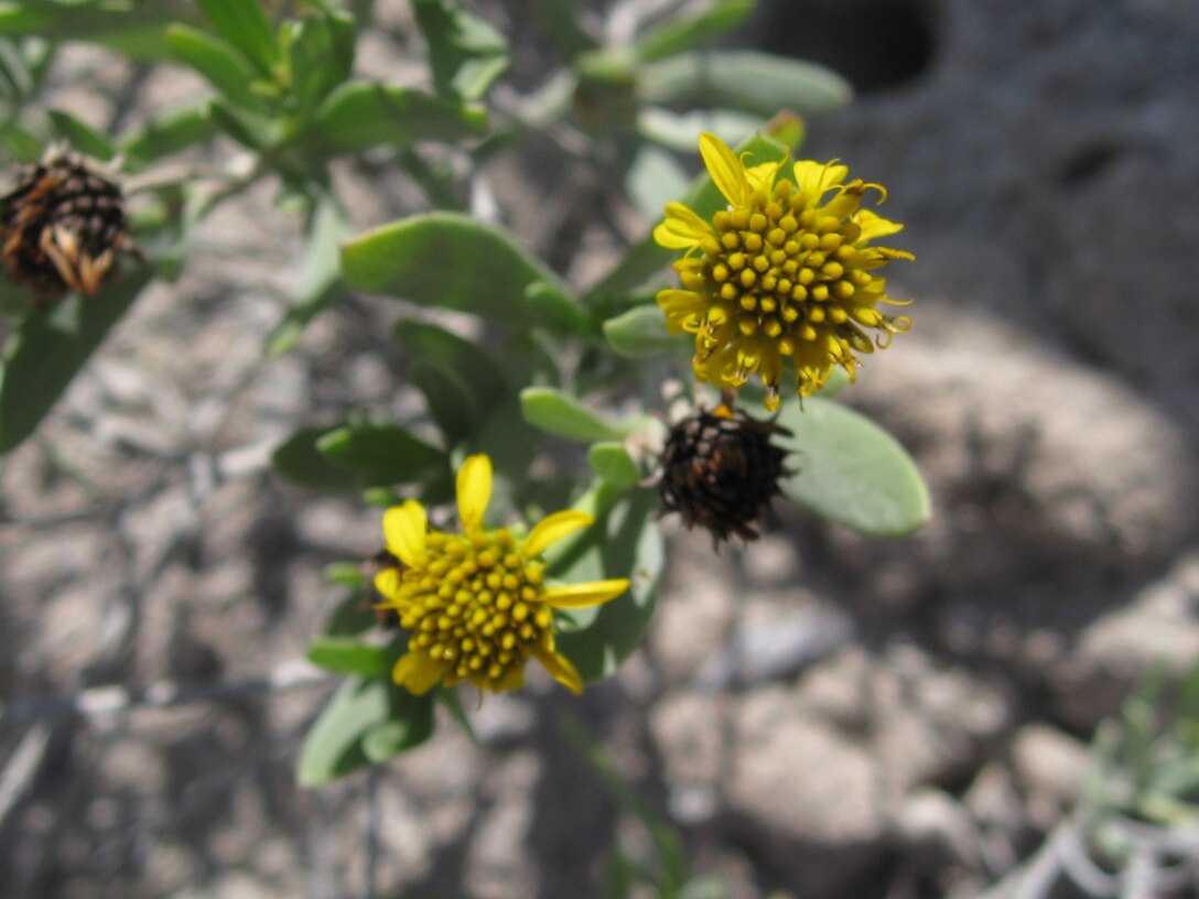 According to the University of Florida, Institute of Food and Agricultural Sciences Extension Services, Sea Oxeye Daisy is native to salt water wetlands in south Florida, the Bahamas and the Caribbean, and is commonly associated with mangroves.  It fills swales and ditches on barrier islands and will endure brackish conditions and diverse soils. 