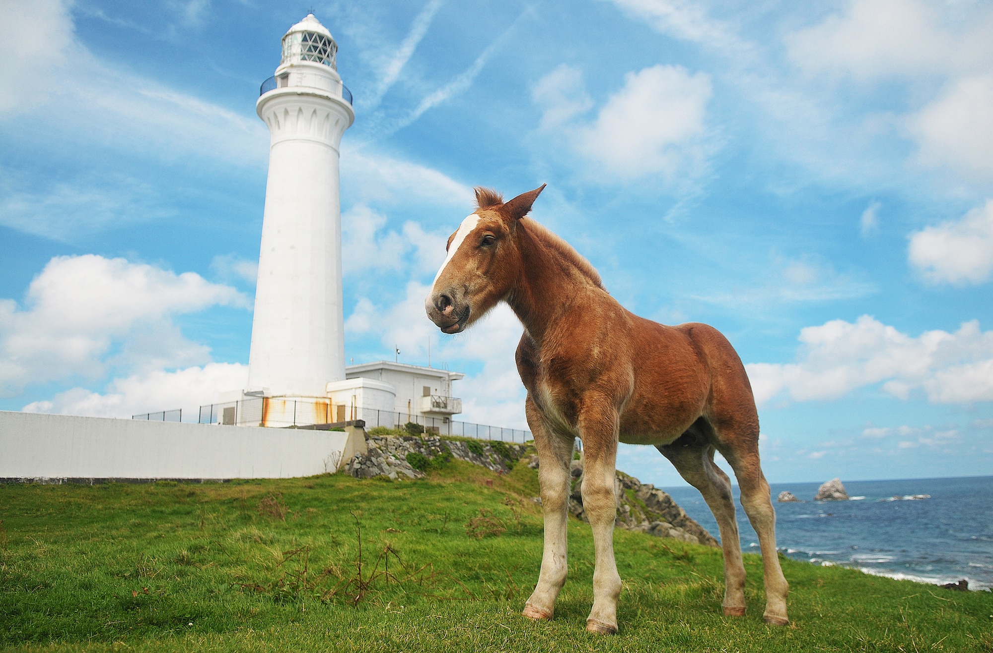 A wild horse grazes near the lighthouse grounds at Cape Shiriyazaki, Higashidori, Japan, Aug. 31, 2014. From 9 a.m. to 5 p.m., horses are brought from a nearby pasture owned by a local family and are allowed to roam the lighthouse grounds and interact with tourists, allowing ample time to pet and take photos. (U.S. Air Force photo by Senior Airman Jose Hernandez-Domitilo/Released)