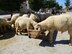 Sheep are sold in Incirlik Village for the upcoming Sacrifice Festival, Oct. 1, 2014, near Incirlik Air Base, Turkey.  The holiday lasts four-and-a-half days and it begins Oct. 3 at noon. (U.S. Air Force photo by Tech. Sgt. Dallas Edwards/Released)