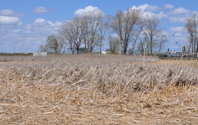 A stand of Phragmites at Times Beach, Buffalo, NY, post mechanical treatment, April 30, 2013. Photo by: Andrew Kornacki, USACE