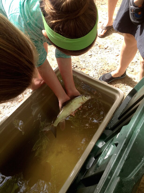 Participants in the Great Outdoor Weekend see and touch some of the fish species that live below the Harsha Dam, including this golden redhorse. 