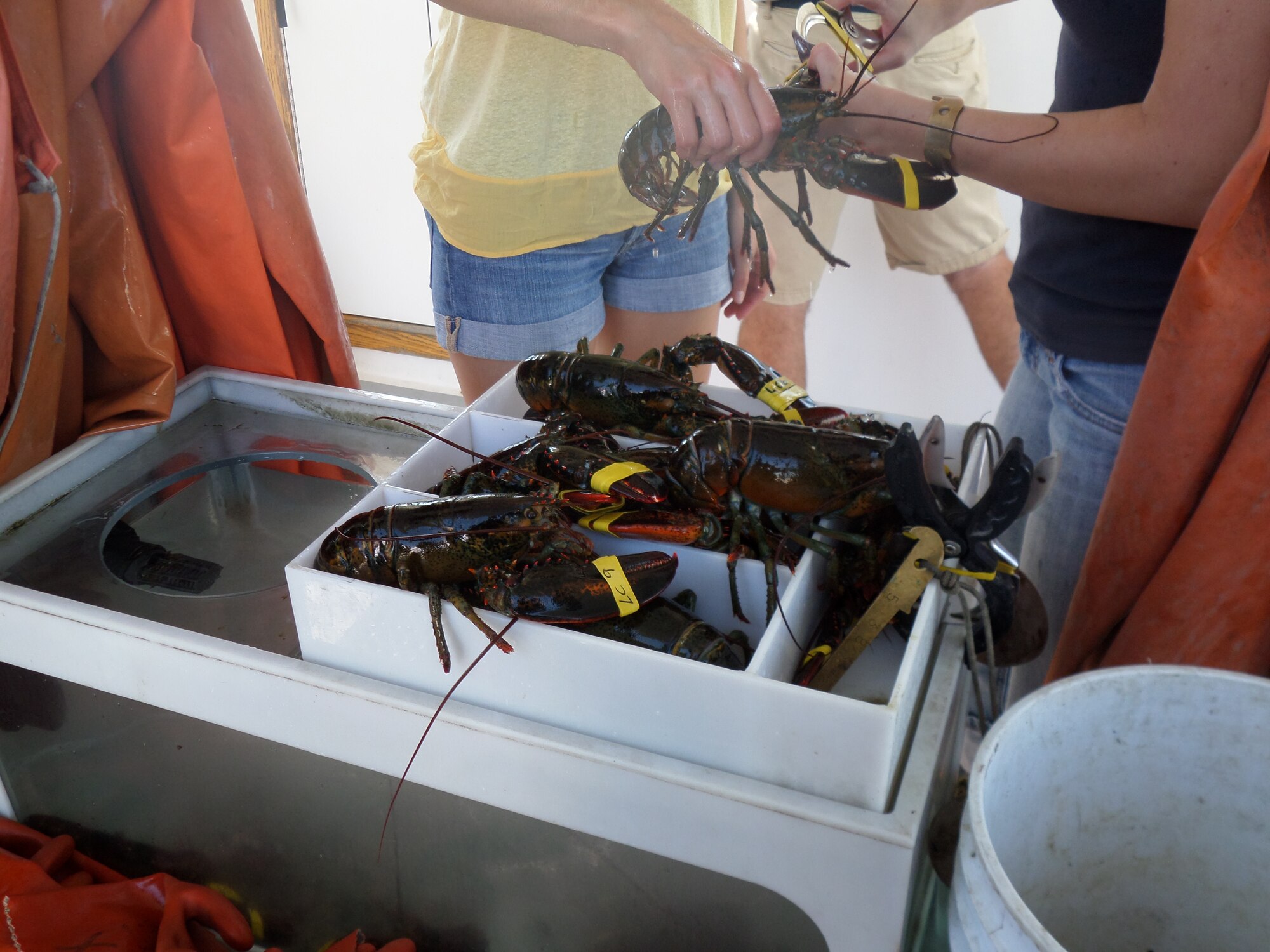 Members of the Hanscom Junior Force Council band their catch and get ready for lunch during the group's networking event in Portland, Maine, Sept. 27. Airmen took a boat tour where they had the opportunity to catch and haul up live lobsters. The JFC hosts a variety of events focused on Airman development and socialization. (U.S. Air Force photo by Jeff Price)