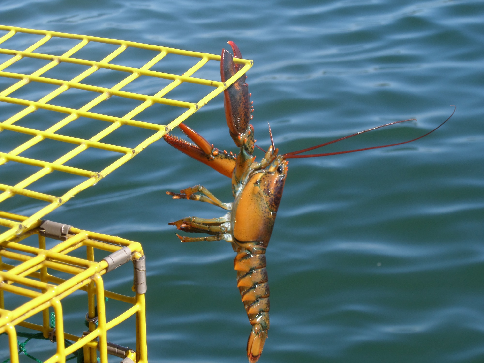 A lobster hangs on for dear life during a Hanscom Junior Force Council lobstering trip to Portland, Maine, Sept. 27. This lobster was under seven years old and did not meet the legal limit to harvest. During the JFC social event, Airmen had the chance to learn about the state's fishing industry, bait traps, haul up live catches and feast on their efforts. (U.S. Air Force photo by Jeff Price)