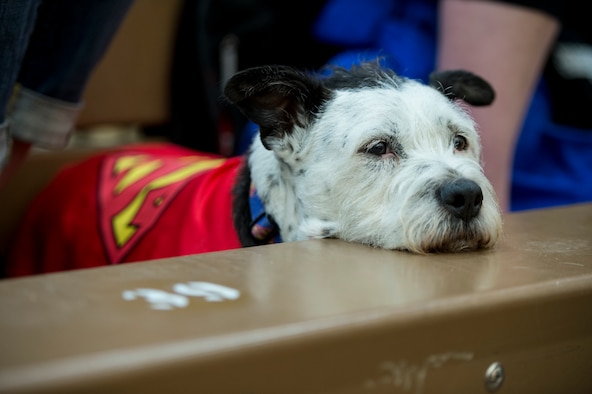 Moe, an Air Force service dog, watches retired Master Sgt. Kyle Burnett as she competes in the 2014 Warrior Games archery competition Oct. 1, 2014, at the U.S. Olympic Training Center in Colorado Springs, Colo. Thirty-nine athletes contended in the recurve and compound bow categories, all aiming for a spot on the medals podium.  (U.S. Air Force photo/Senior Airman Jette Carr) 