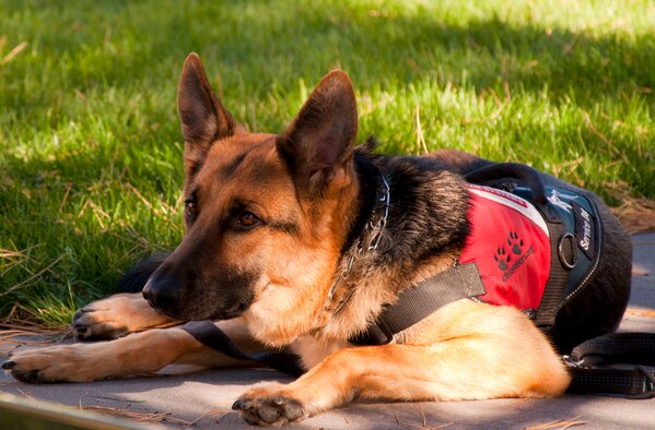 Air Force service dog Kai waits patiently as his owner, Staff Sgt. August O'Neil, provides an on-camera interview Oct. 2, 2014. A few of the athletes on the Air Force team competing in the 2014 Warrior Games have service dogs to help with mobility, as well as companionship. (U.S. Air Force photo/Staff Sgt. Torri Ingalsbe)
