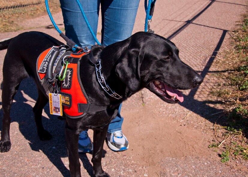 Pintler, an Air Force service dog, waits for retired Tech. Sgt. Keith Sekora to finish competing during the 2014 Warrior Games’ track and field portion of Oct. 2, 2014, in Colorado Springs, Colorado. The service dogs are allowed all-access to every event and area, to maintain constant contact with their athletes. (U.S. Air Force photo/Staff Sgt. Torri Ingalsbe) 