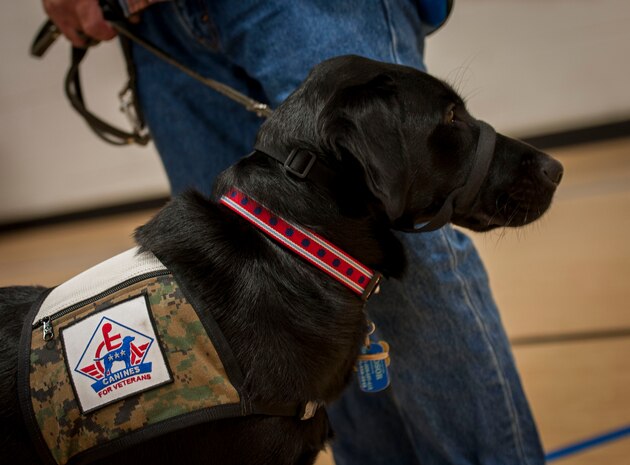Bosor, a 19-month old Labrador retriever, stands alongside his new owner, Sean Knapp, a U.S. Army veteran, during a dog placement ceremony Oct. 2, 2014, at the Naval Consolidated Brig Charleston on Joint Base Charleston, S.C. Bosor was trained by inmates at the NCBC in partnership with Canines For Service, Inc.  (U.S. Air Force photo / Senior Airman Tom Brading)
