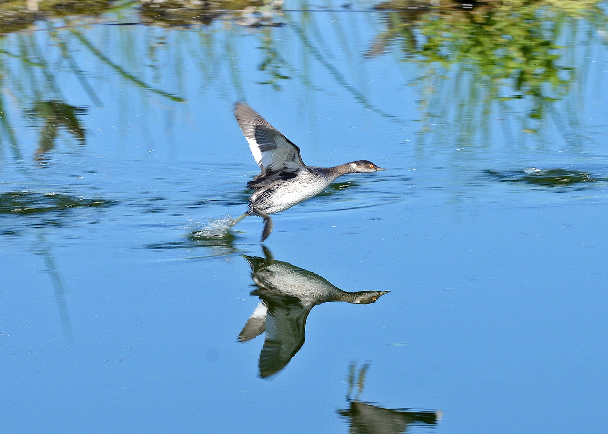 Piute Ponds on Edwards AFB. (U.S. Air Force photo by Jet Fabara)
 

