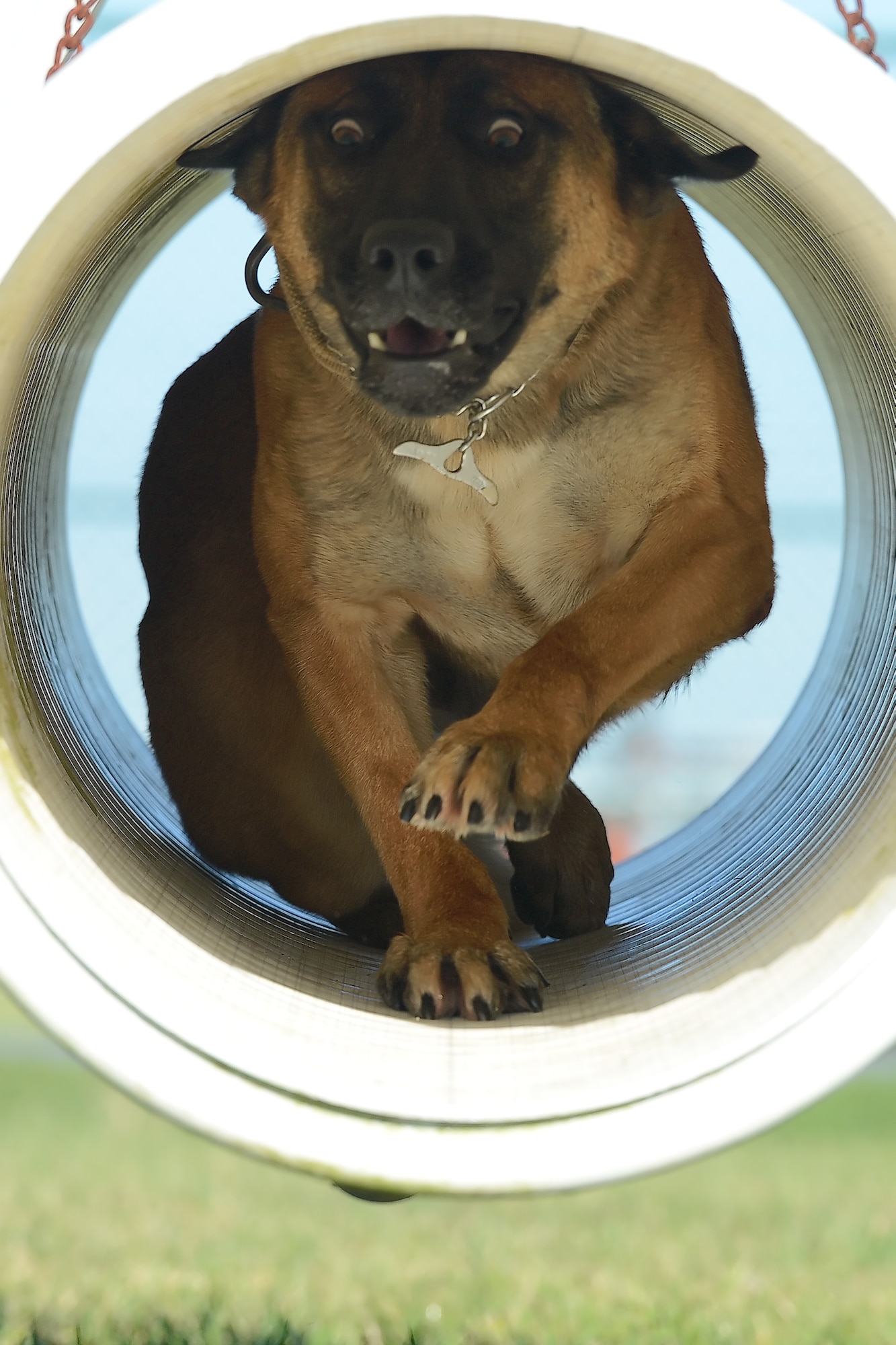 Military working dog Johny crouches down while running through a swinging pipe Sept. 15, 2014, at the 436th Security Forces Squadron's obedience course on Dover Air Force Base, Del. Johny is looking down as he approaches the end of the pipe and prepares to exit. (U.S. Air Force photo/Greg L. Davis)