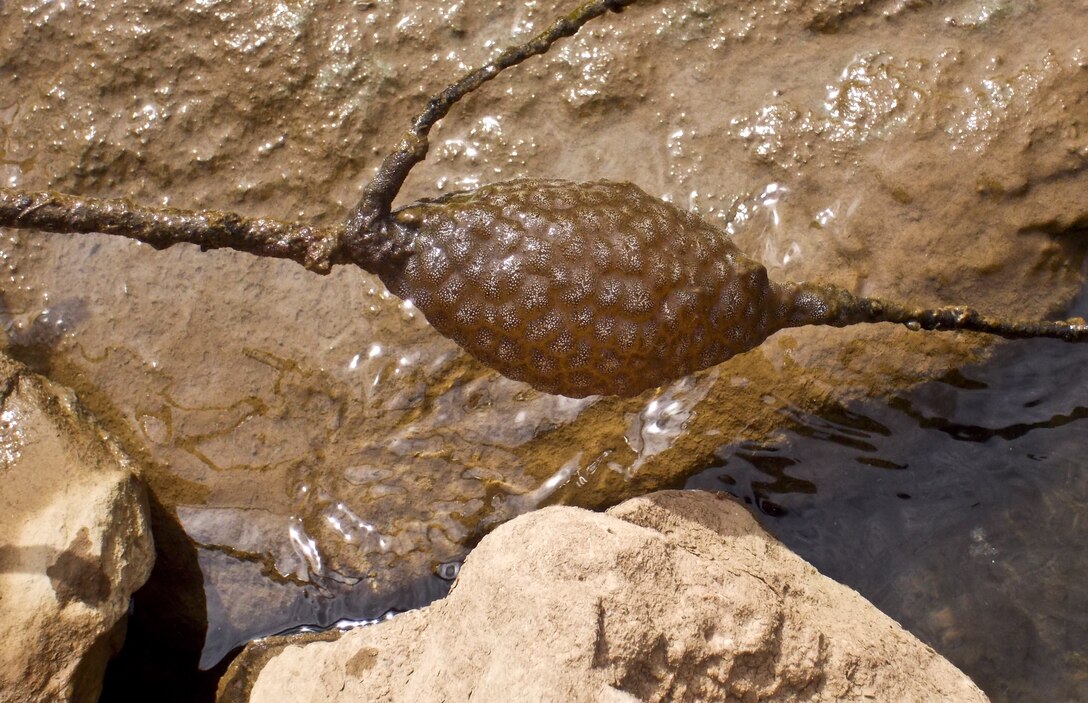 What is that blob in the water? Is it some sort of fish egg?  No.  Maybe it’s some sort of frog or salamander egg? No. 