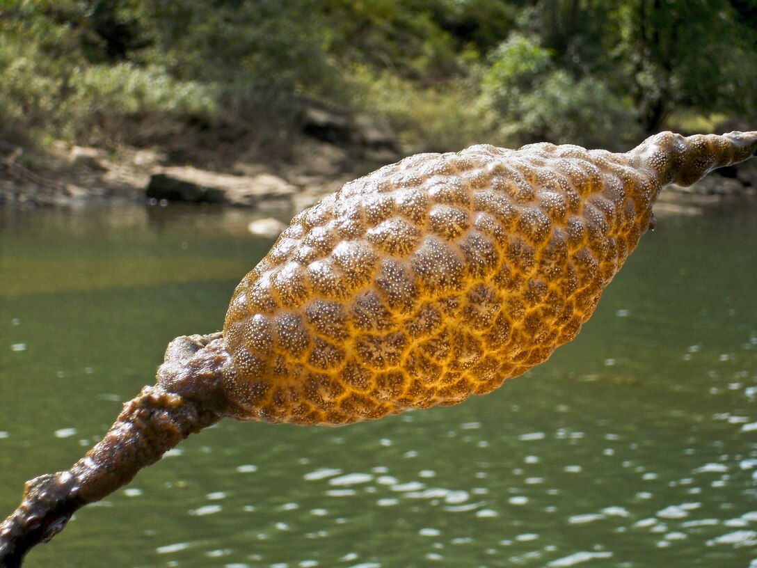 What is that blob in the water? Is it some sort of fish egg?  No.  Maybe it’s some sort of frog or salamander egg? No. 