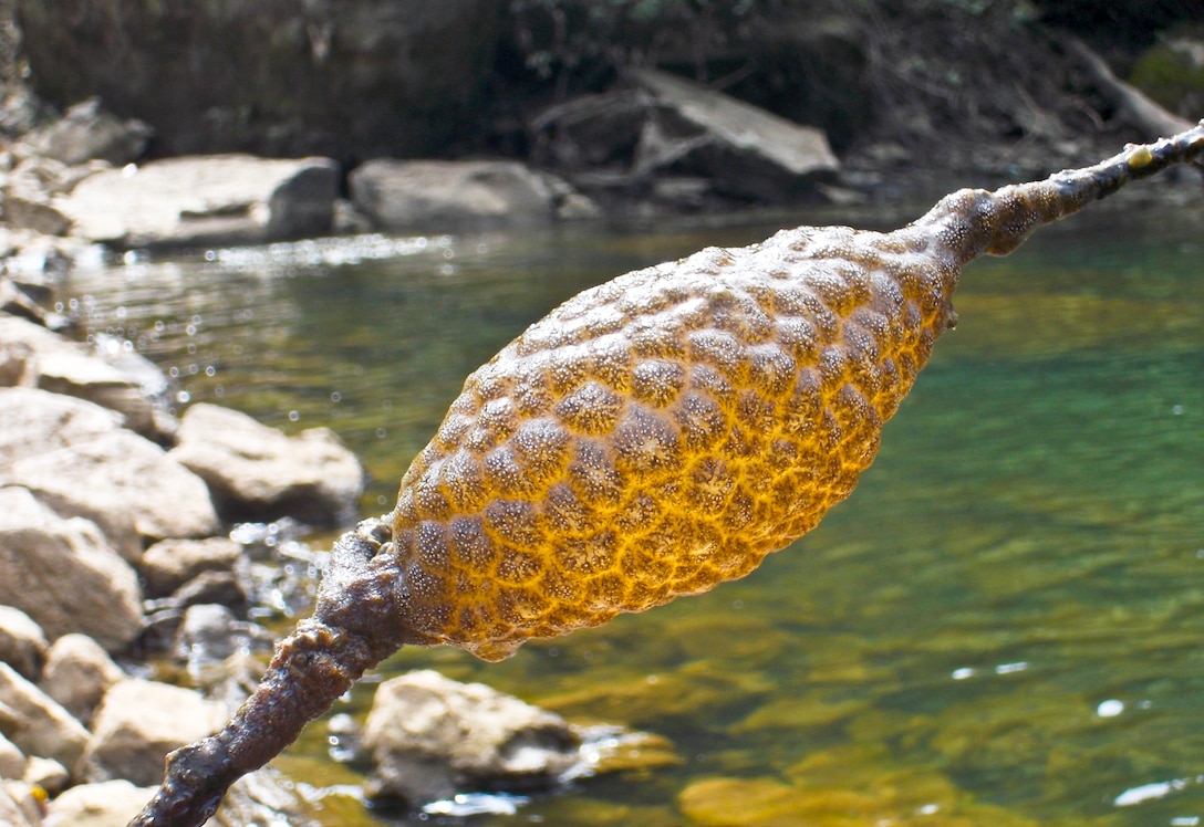 What is that blob in the water? Is it some sort of fish egg?  No.  Maybe it’s some sort of frog or salamander egg? No. 