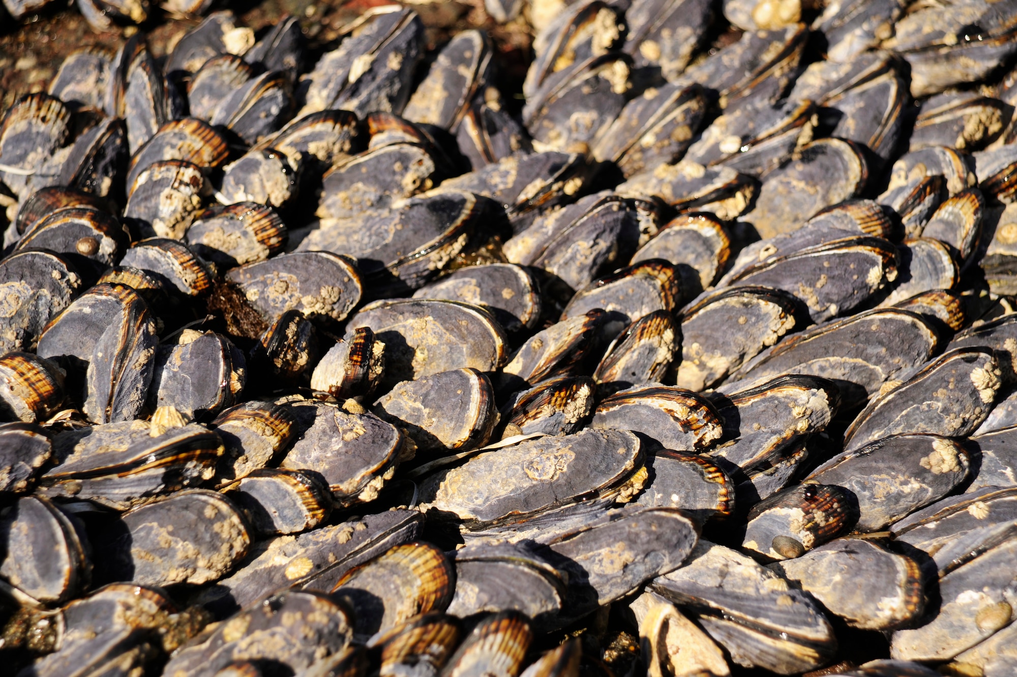 Mussel clusters cover the rocks at Brown beach, Oct. 7, 2014, Vandenberg Air Force Base, Calif. Every month the 30th Medical Operations Squadron sends Airmen to collect mussels for testing, as part of the California Department of Public Health mussel watch program. (U.S. Air Force photo by Airman 1st Class Ian Dudley/Release)