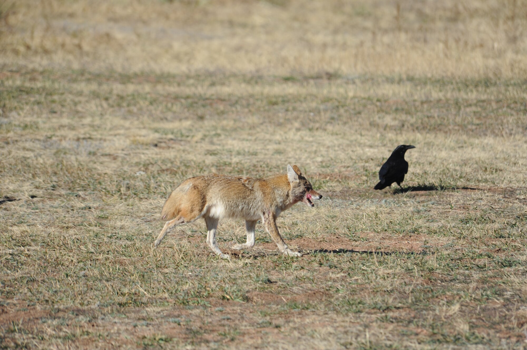 Coyotes are seen regularly at the U.S. Air Force Academy. These sightings will likely increase due to the change in season and young coyotes separating from their family groups, according to Academy experts. (U.S. Air Force photo/John Van Winkle)