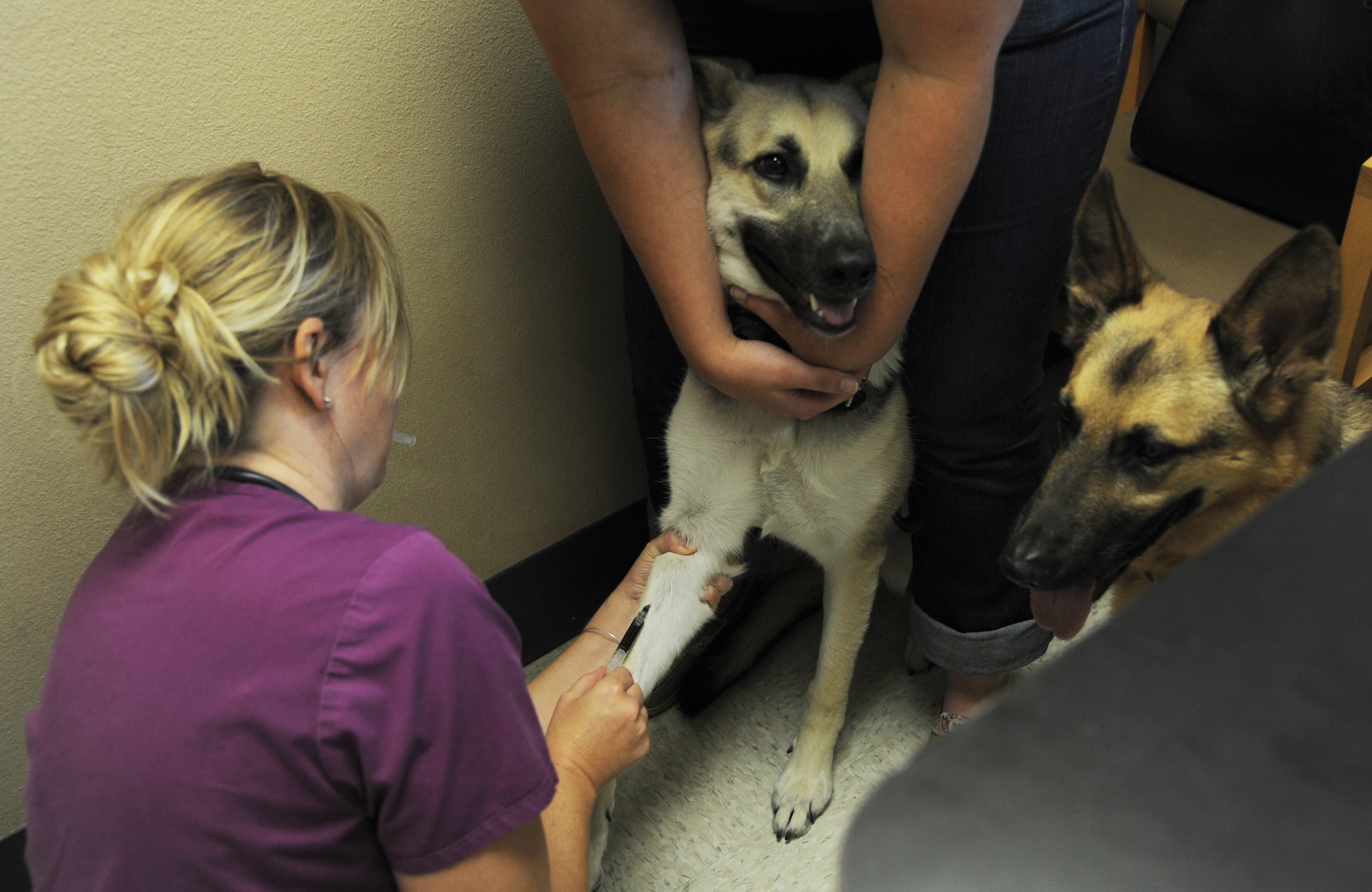 Katherine Bishop, a veterinary technician at the U.S. Army Veterinary Services Clinic, draws blood from Lyla Sept. 10, 2014, at Little Rock Air Force Base, Ark. Lyla was at the clinic to get her checkup and proper vaccinations before she and her family went to Japan. (U.S. Air Force photo by Airman 1st Class Mercedes Muro) 