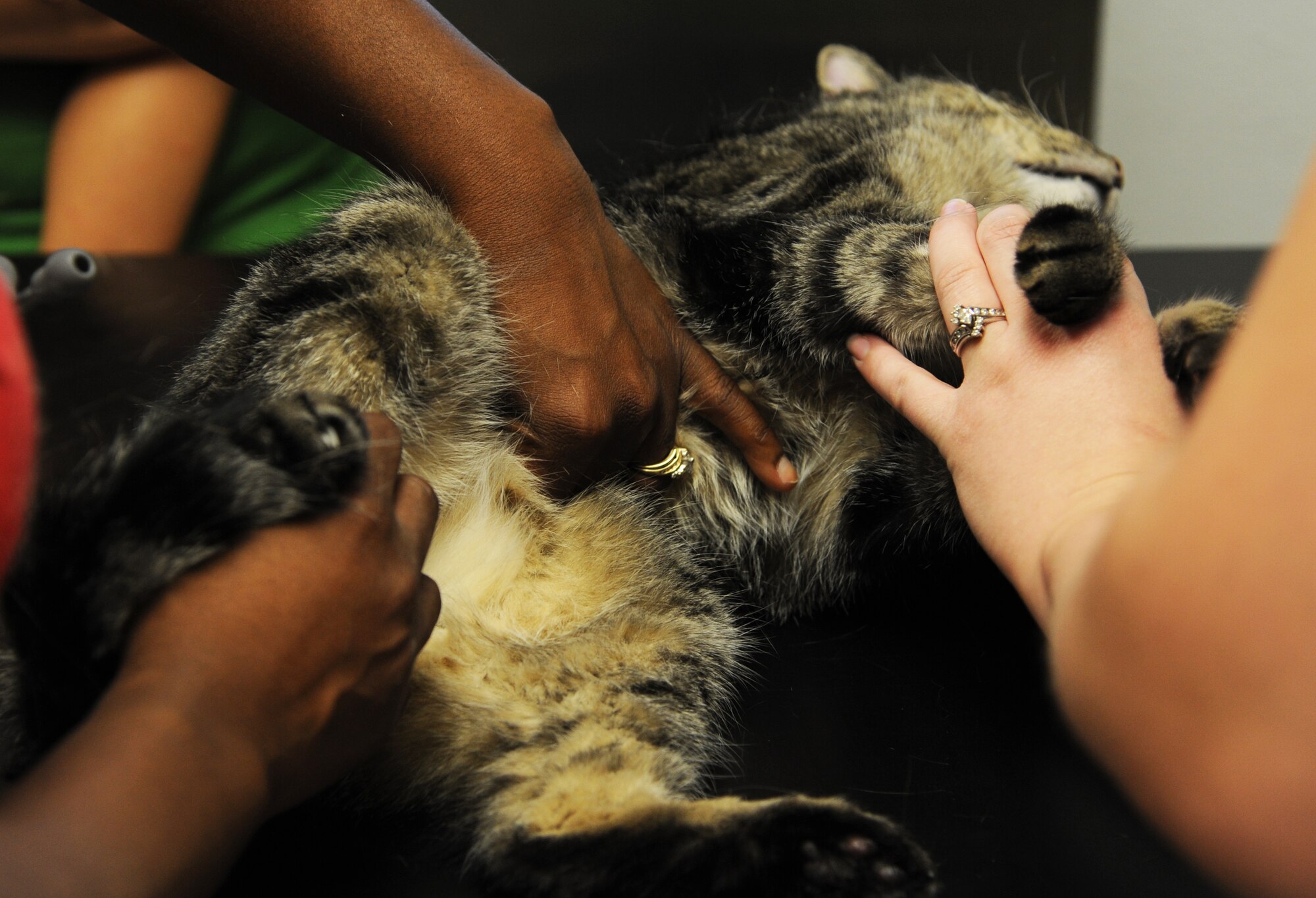 Sammy, a patient at the U.S. Army Veterinary Services Clinic, gets checked for crystals in his bladder by Arnetha Brooks, the veterinarian at the clinic, Sept. 10, 2014, at Little Rock Air Force Base, Ark. Sammy visited the base veterinary clinic for his annual checkup. (U.S. Air Force photo by Airman 1st Class Mercedes Muro)