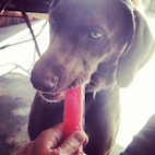 The Air Force reminds us not to post information about deployment departures, locations, and on-going operations.  However, even a simple photo of your family pet can reveal personal information in the metadata, especially when taken with a smartphone.  (Instagram by Master Sgt. Sonny Cohrs/released)