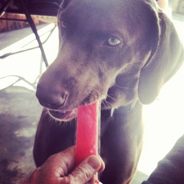 The Air Force reminds us not to post information about deployment departures, locations, and on-going operations.  However, even a simple photo of your family pet can reveal personal information in the metadata, especially when taken with a smartphone.  (Instagram by Master Sgt. Sonny Cohrs/released)