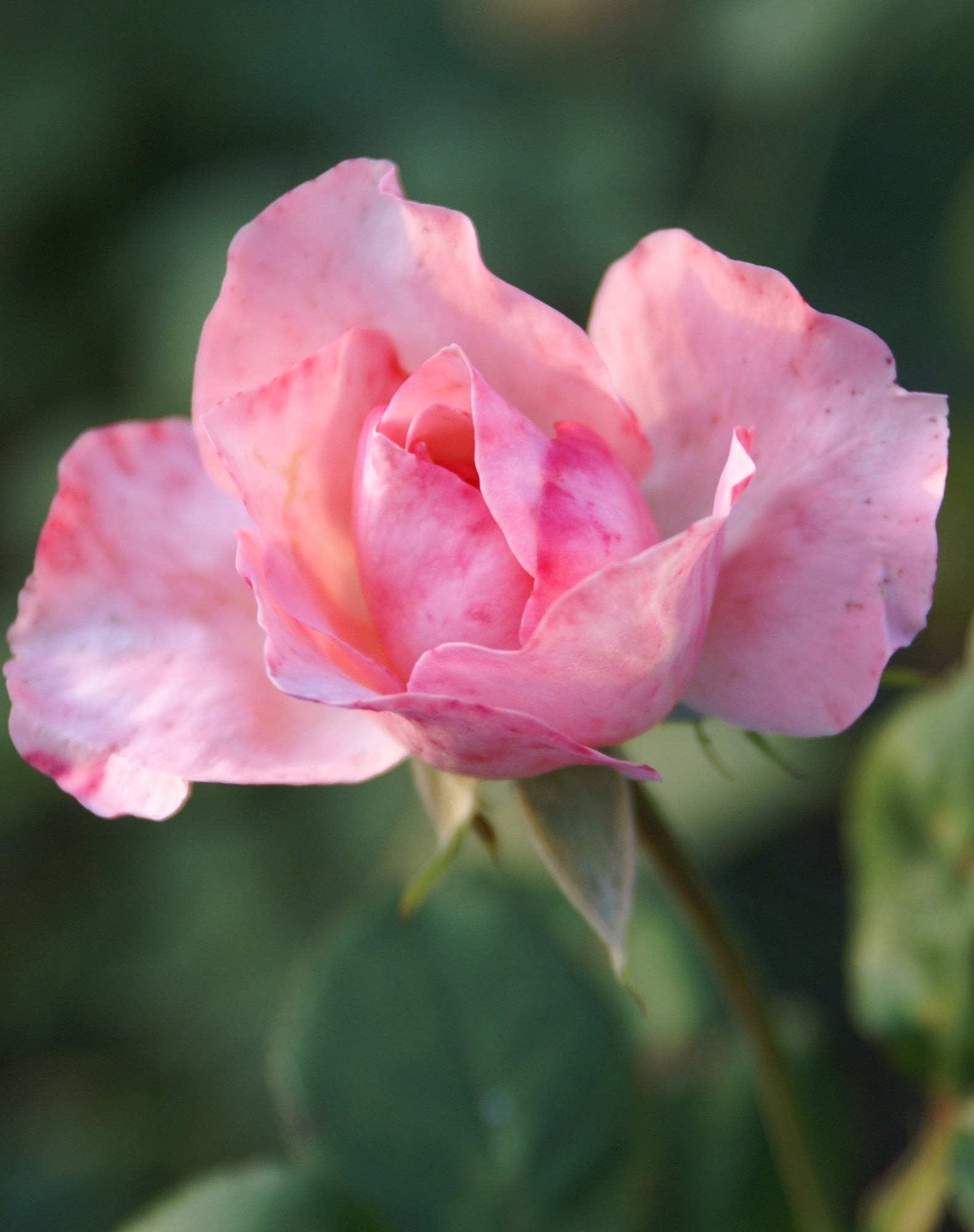 A pink flower stands tall in nature. Its photo was taken by Therese Evans, a breast cancer survivor, who uses this image as a helpful reminder to women to get an annual mammogram. (Photo by Therese Evans)