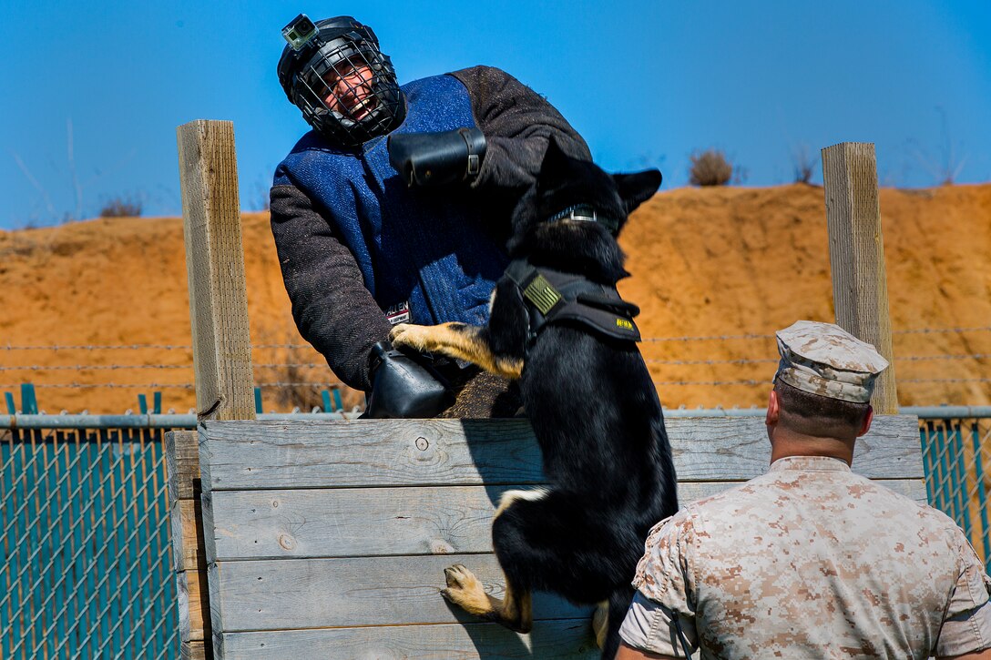 Sgt. Stephen E. Bigda, a military police officer and dog handler, demonstrates an over the wall attack with Military Working Dog Barron during a demonstration here, Oct. 21. All military working dogs are trained to detect and attack.  The detections include narcotics and explosives, while attacks are meant to assist officers during patrols and operations. 

(Photo by Sgt. Trevon S. Peracca)
