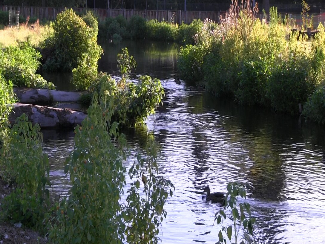 Ducks float along in the newly restored Crystal Springs Creek in Westmoreland Park. The U.S. Army Corps of Engineers partnered with the City of Portland to restore the portion of Crystal Springs Creek that flows through Westmoreland Park in southeast Portland. The Corps removed a man-made duck pond and restored the area to a natural wetland. Restoring ecosystems and improving watershed health are important Corps missions.