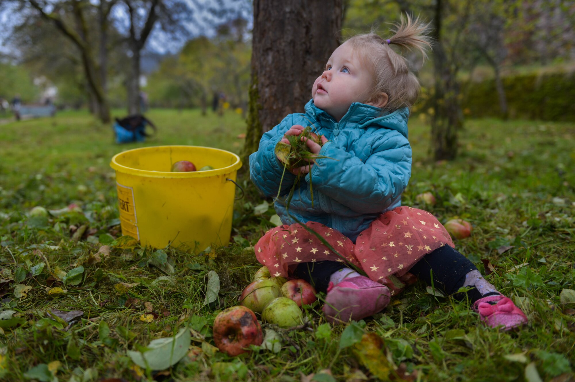 Genevieve Poppel, daughter of Kayla, native of Clovis, N.M., and U.S. Air Force Staff Sgt. Wes Poppel, 52nd Civil Engineer Squadron fire department logistics and native of Urbana, Ohio, helps her parents gather apples at Himmerod Abbeyin Grosslittgen, Germany, Oct. 21, 2014. The deputy area mayor invited Airmen to come to the Abbey for a free lunch cooked by the monks after helping to gather apples for cider. The monks pick and make the ciders annually. (U.S. Air Force photo by Airman 1st Class Kyle Gese/Released)