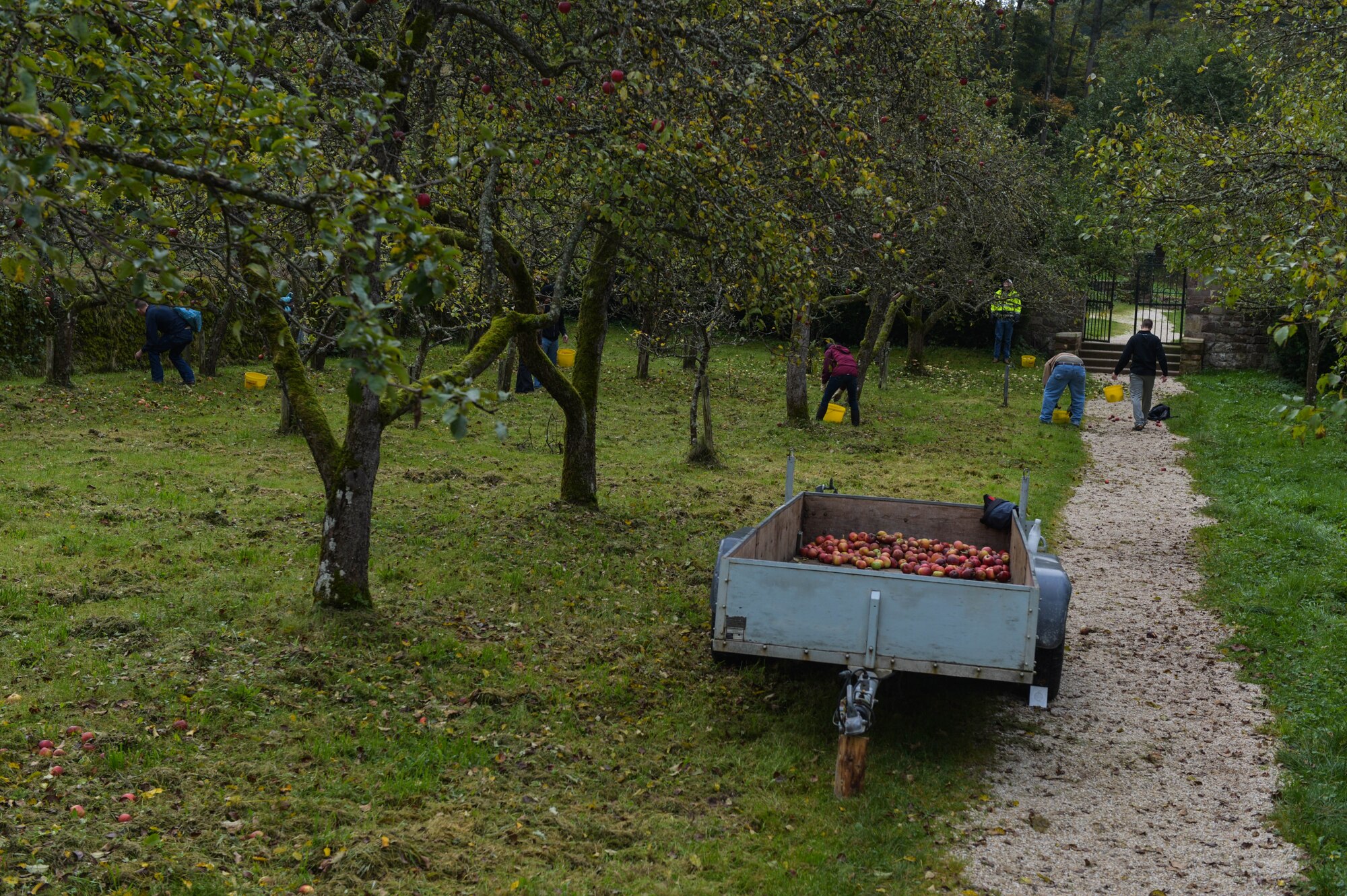U.S. Air Force Airmen from the 52nd Civil Engineer Squadron pick apples at Himmerod Abbey in Grosslittgen, Germany, Oct. 21, 2014. Approximately 40 base members volunteered to assist the monks with picking apples. The monks use the fruits for many products, ranging from apple juice to apple wine. (U.S. Air Force photo by Airman 1st Class Kyle Gese/Released) 