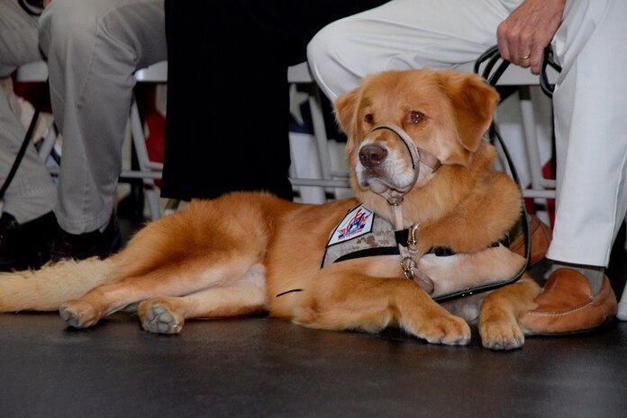 Who’s a good dog? Yes, you’re a good dog, yes you are…..! Mordecai, a two-year old Nova Scotia Duck Tolling Retriever waits patiently to go home with his new owner, retired Air Force Lt. Col. Allison Farley. Mordecai is now a trained working dog after spending a year training at the Naval Consolidated Brig Charleston on Joint Base Charleston, as part of the Canines for Veterans program. (U.S. Air Force photo/Eric Sesit)