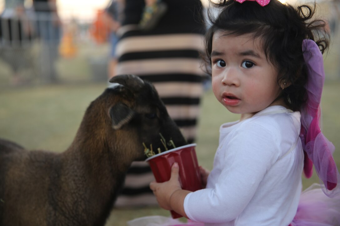 Christie Annabella Perez-Saldibar, one and a half, feeds a goat at the petting zoo section at Del Valle Field during the Family Fall Festival, Oct. 24, 2014. The event was hosted by Marine Corps Community Services to provide families with fun activities on base.
