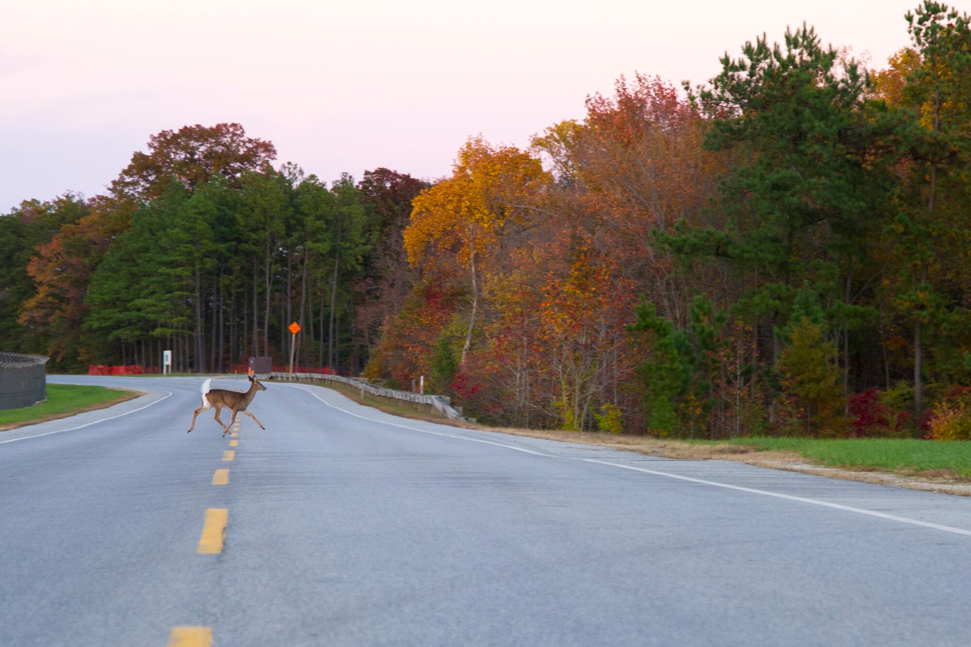 A deer crosses Perimeter Rd. on Joint Base Andrews, Md., Oct. 27, 2014. During the fall, deer related activity begins to increase and drivers are reminded to be extra vigilant while driving.  (U.S. Air Force photo/Airman 1st Class Ryan J. Sonnier)