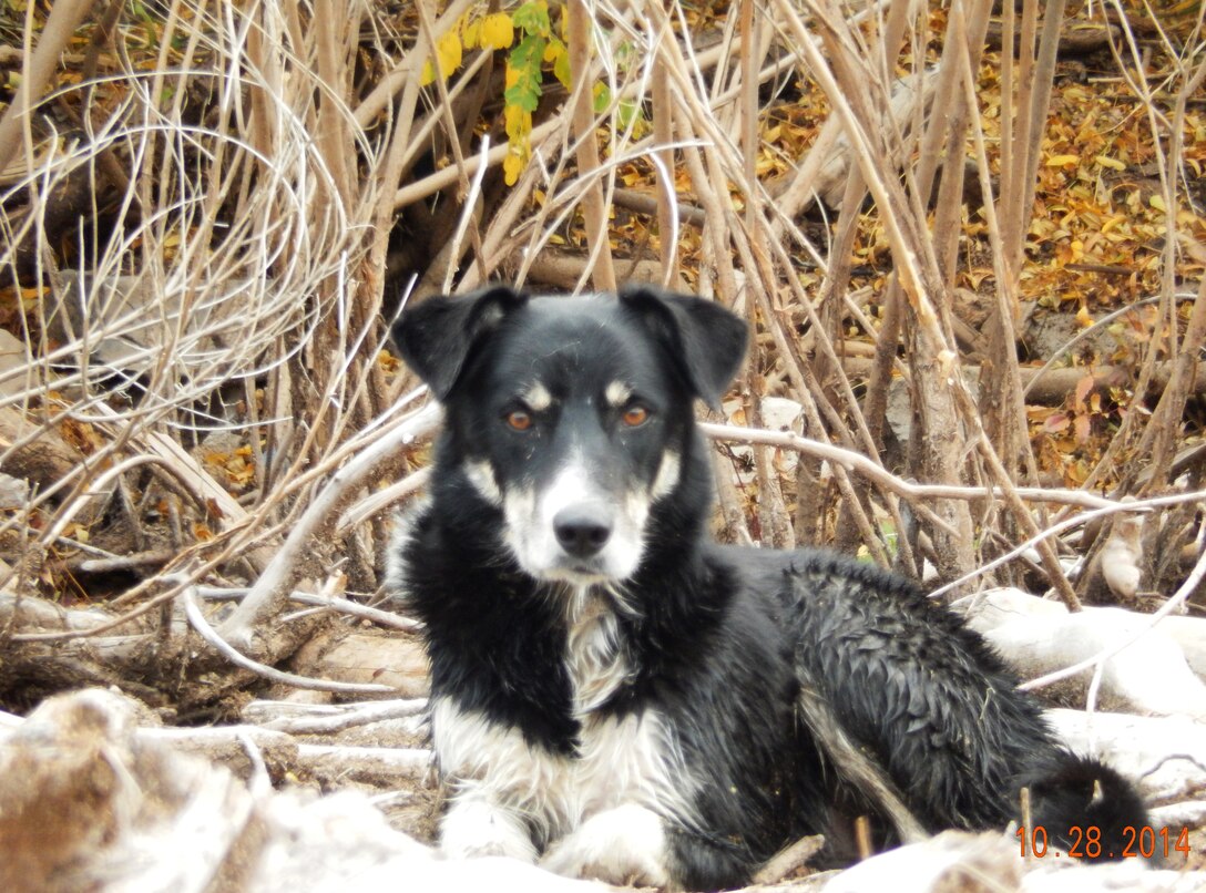 COCHITI LAKE, N.M., -- One of the dogs that was rescued Oct. 28, by Cochiti park rangers.